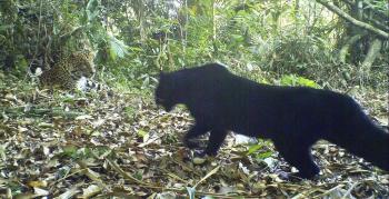Macan Tutul Jawa di Taman Nasional Gede Pangrango